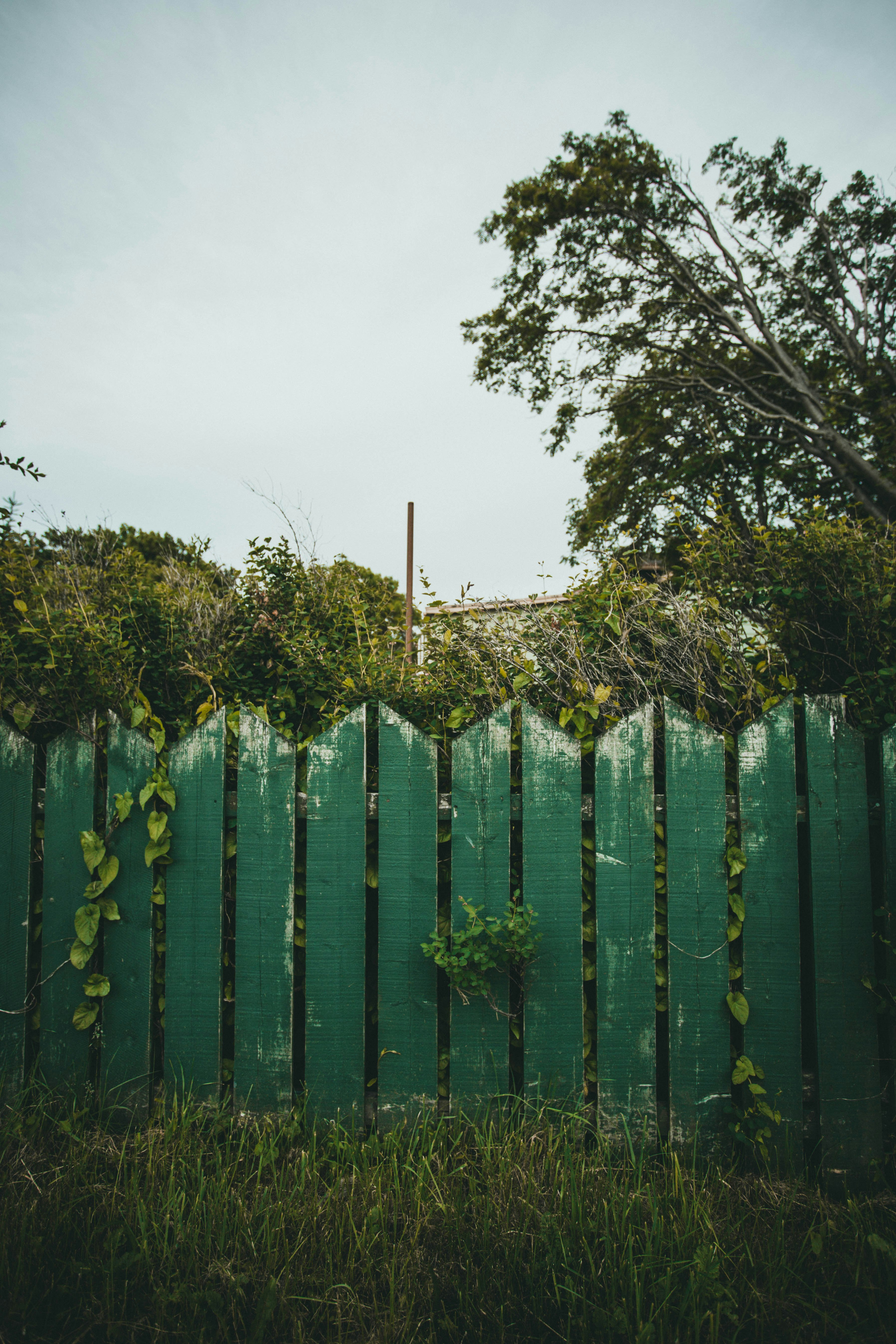 green wooden fence near green trees during daytime